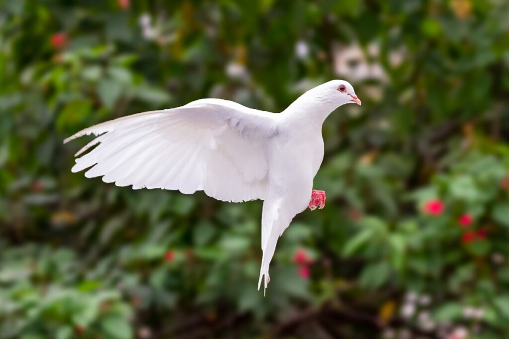 dove, bird, flight-7529109.jpg