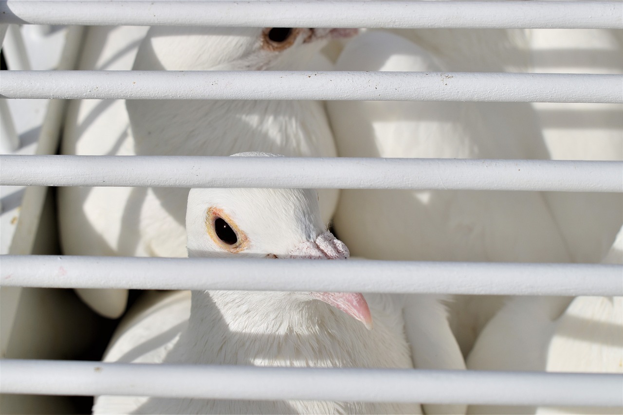homing pigeon, dove, white-4900078.jpg