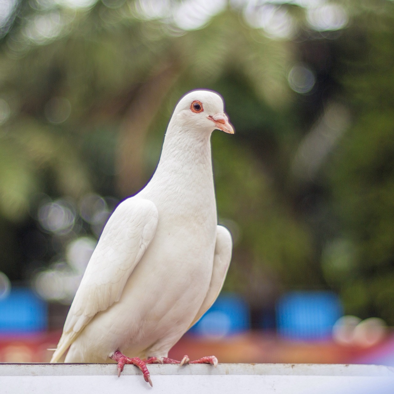 pigeon, white dove, pure white-997616.jpg