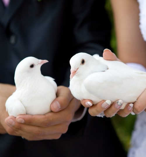 two white pigeons in hands