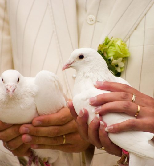 Couple releasing doves at their wedding