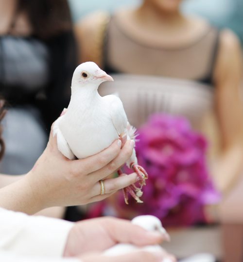 A white dove at bride's hands