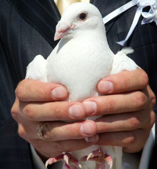 There is very beautiful custom,-start wedding pigeons!