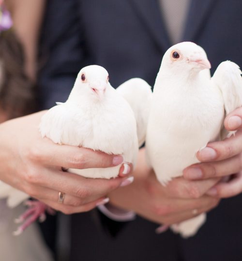 Two white doves.Wedding