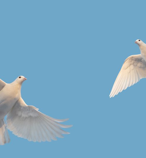 two white doves flying on blue sky , new times, prosperity, good news