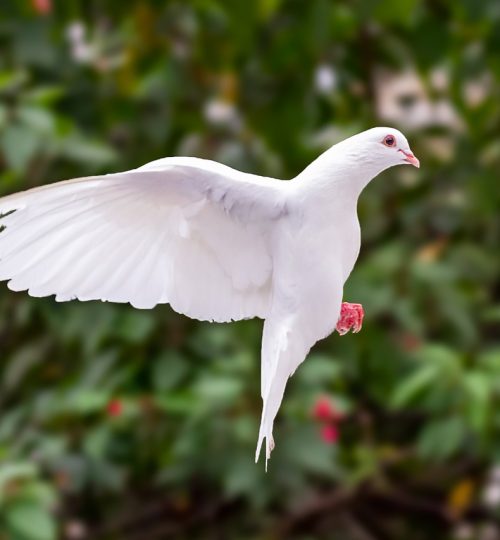 dove, bird, flight-7529109.jpg