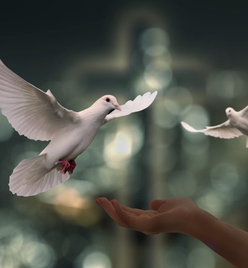 doves-6750143_1280