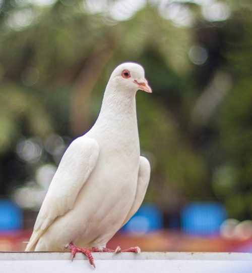 pigeon, white dove, pure white-997616.jpg